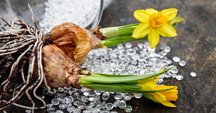 Dica Albal®: Sabe como conservar os bolbos das flores?